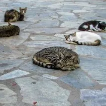 котячі