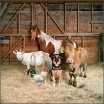 Кормоподрібнювачі Зубр зерно