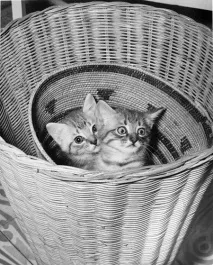 коти