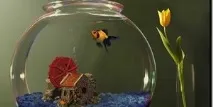 акваріум