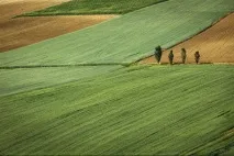 Крупка вічнозелена (Drabaaizoides) drabaaizoides