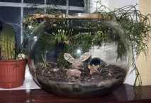 вашите домашни любимци fishbowl