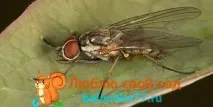 използвайки лукова