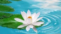 Лотос фен-шуй фен-шуй