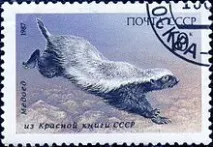 медоїдів