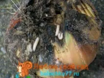 муха използвайки
