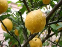 перваза прозореца