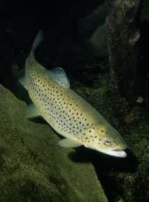 salmonids бяла риба