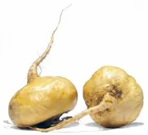 лечебни peruvian