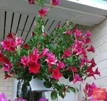 Мандевілла (Mandevilla) Мандевілла