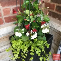 Мандевілла (Mandevilla) Мандевілла