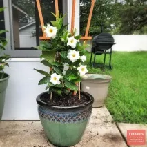 Мандевілла (Mandevilla) Мандевілла