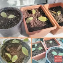 Мандевілла (Mandevilla) Мандевілла