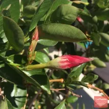 Възможни трудности Mandevilla boliviensis