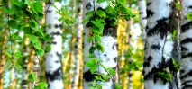 Използва заклинания заклинания финансово благополучие