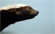 Медоїд, або лисий борсук, або ратель (Mellivora capensis) медоїд