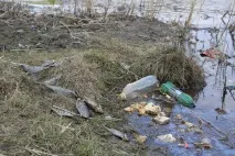 Мертва риба у ставку Качиний хто винен і що робити, Новини Тюмені риба