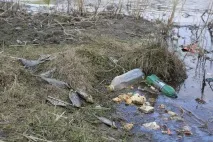 Мертва риба у ставку Качиний хто винен і що робити, Новини Тюмені риба