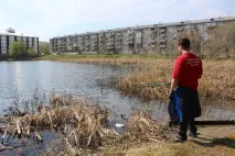 Мертва риба у ставку Качиний хто винен і що робити, Новини Тюмені качиний