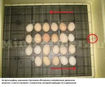 Механізми перевороту яєць, який все ж таки краще яєць