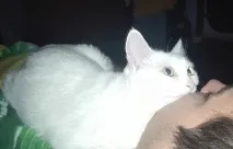 Моє життя з 17 котами (частина 2) життя