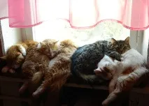 Моє життя з 17 котами (частина 2) коти