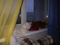 Моє життя з 17 котами (частина 2) коти