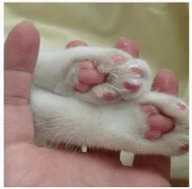 Моє життя з 17 котами (частина 2) котами