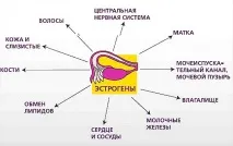хормоните жените