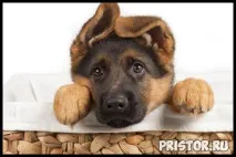 немска овчарка