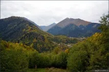 като цяло сваните