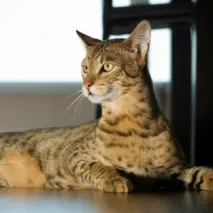 котките някои