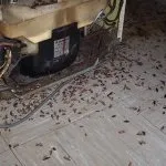 начин живот