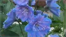 Новозеландські дельфініуми (фото) - сорти та гібриди, Сайт про сад, дачу та кімнатні рослини дельфініуми