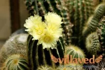 Нотокактус фото, догляд у домашніх умовах нотокактус