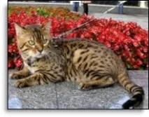 нуждае котката