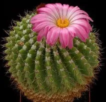 Нотокактус (Notocactus leningfrausii) - догляд у домашніх умовах leningfrausii