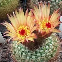 Нотокактус (Notocactus leningfrausii) - догляд у домашніх умовах умовах