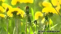 кульбаба