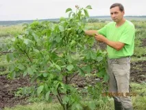 північних