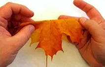 рози цветни