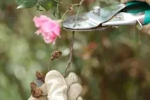 цветната есенна