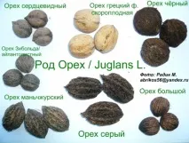 руската градина