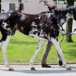 piebald piebald