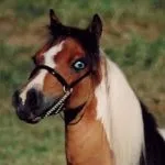 цвят piebald