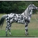 цвят piebald