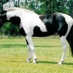 piebald коне