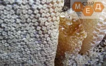 пчели свойства