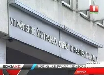 Парник з коноплею в домашніх умовах було