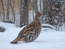 полювання